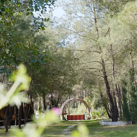 Mossa Afkule Kayakoey *